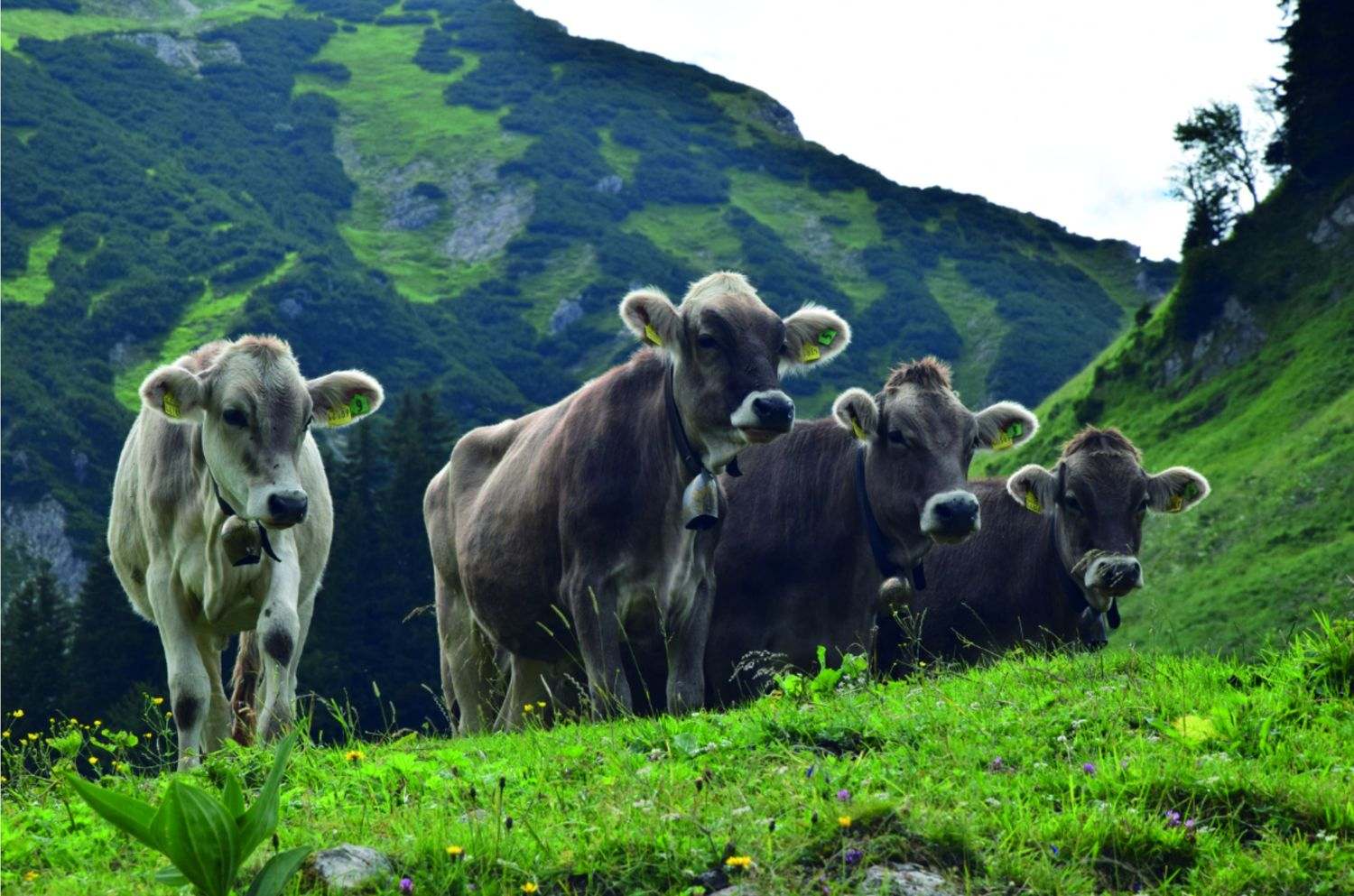 Braunvieh-Kühe mit Glocken stehen auf der Alp Carmenna an einem grünen Berghang