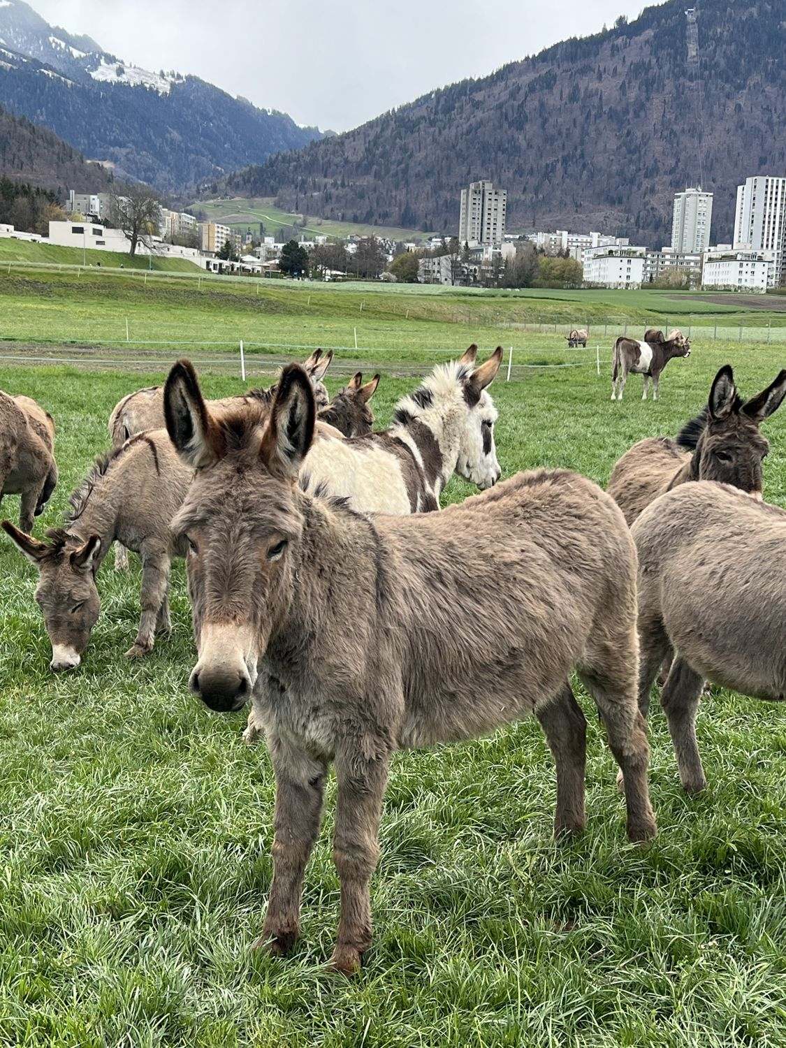Mehrere Esel grasen auf einer Weide, einer schaut neugierig in die Kamera, im Hintergrund die Häuser von Chur