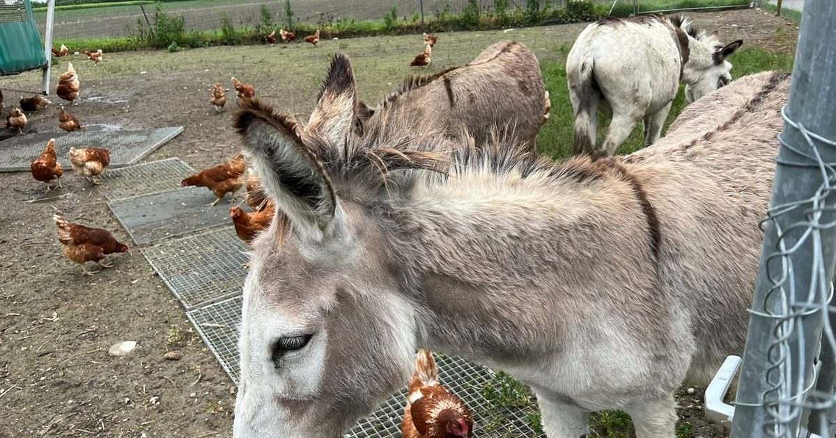 Ein Esel schaut zur Seite, hinter ihm laufen Hühner auf dem Gelände, im Hintergrund stehen Häuser von Chur