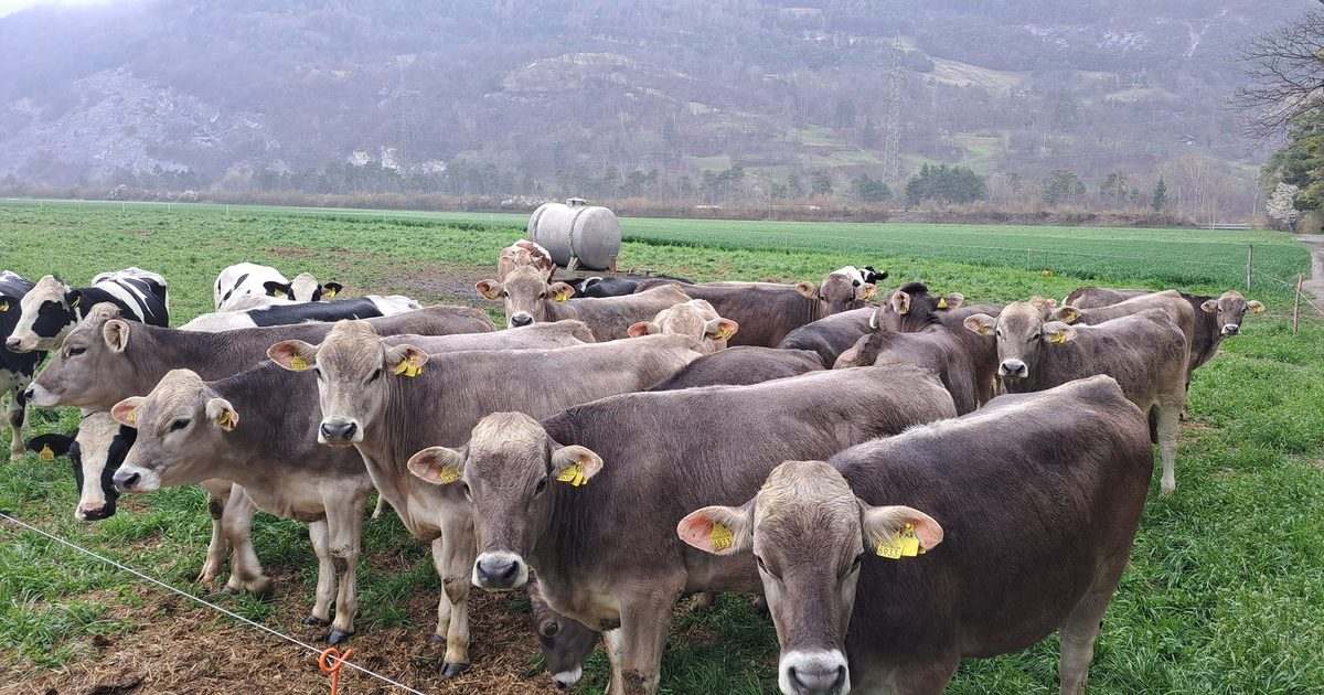 Eine Herde Braunvieh-Rinder steht auf der Weide, dahinter die Berge über dem Rheintal