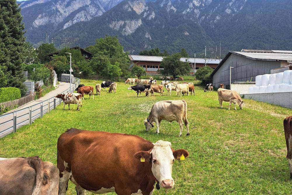 Die Kuhrerhof-Herde auf der Weide vor den Stallgebäuden und der Bündner Bergkulisse