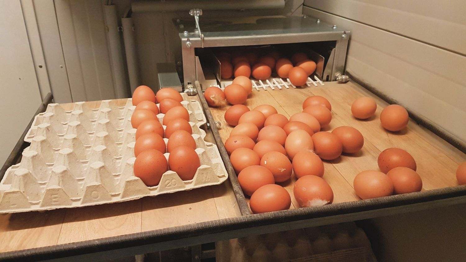 Frisch gelegte braune Eier auf dem Eierband im Mobilstall, links ein Eierkarton