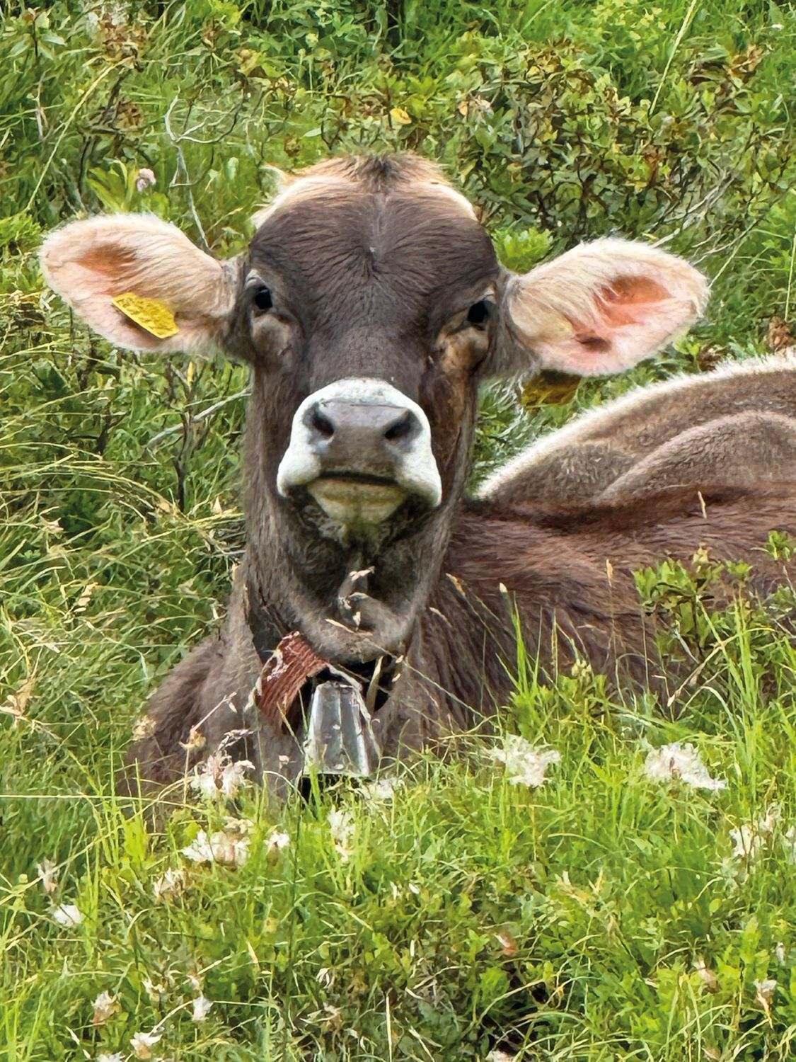 Ein braunes Rind mit Glocke liegt im blühenden Gras einer Weide und schaut in die Kamera